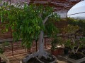 Agrandir 1009.jpg